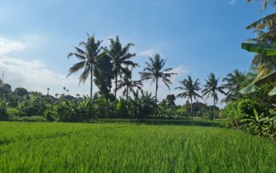 Is Ubud worth it? A Complete Guide for Digital Nomads in Ubud